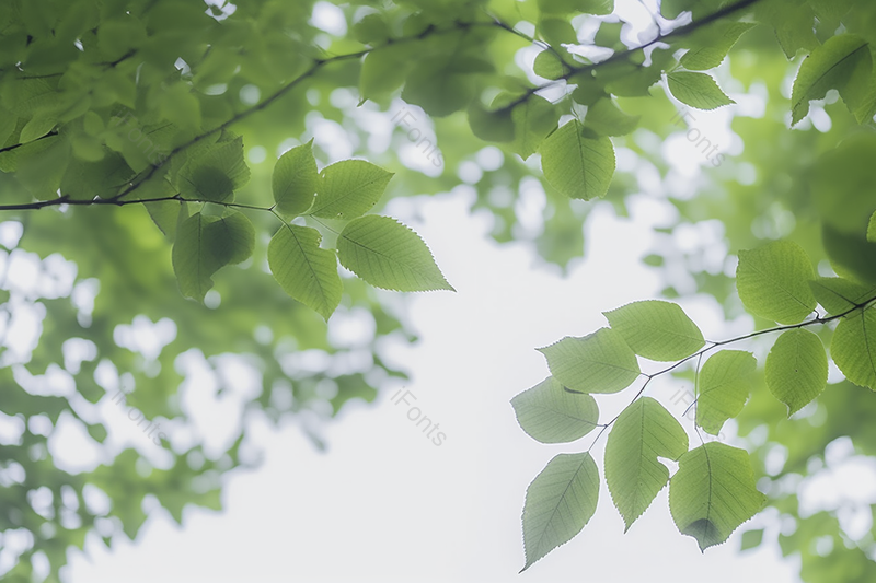 夏天夏季夏至时节户外的树枝绿色自然清新,高清,摄影图,摄影图片,图片大全,摄影图免费下载
